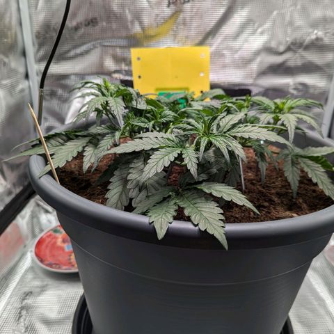 Super Lemon Haze Auto #1 growlog timeline photo