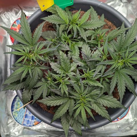 Super Lemon Haze Auto #1 growlog timeline photo