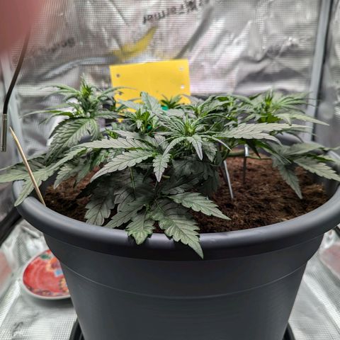 Super Lemon Haze Auto #1 growlog timeline photo