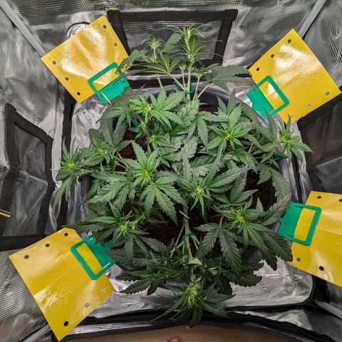 Super Lemon Haze Auto #1 growlog timeline photo