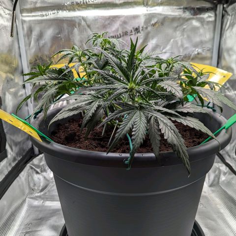 Super Lemon Haze Auto #1 growlog timeline photo