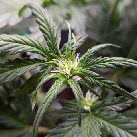 Super Lemon Haze Auto #1 growlog timeline photo