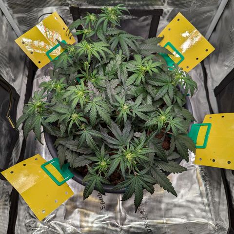 Super Lemon Haze Auto #1 growlog timeline photo