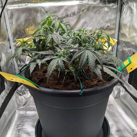 Super Lemon Haze Auto #1 growlog timeline photo