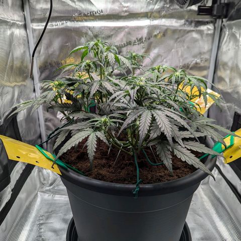 Super Lemon Haze Auto #1 growlog timeline photo