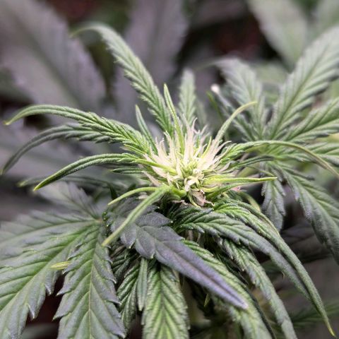 Super Lemon Haze Auto #1 growlog timeline photo