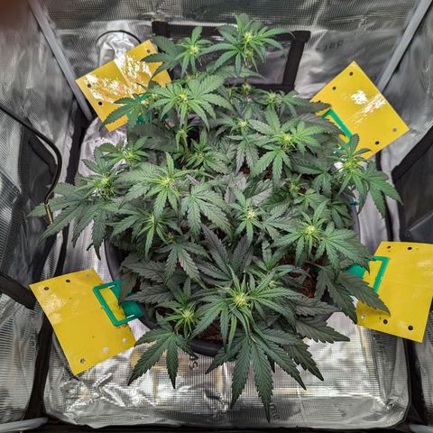 Super Lemon Haze Auto #1 growlog timeline photo