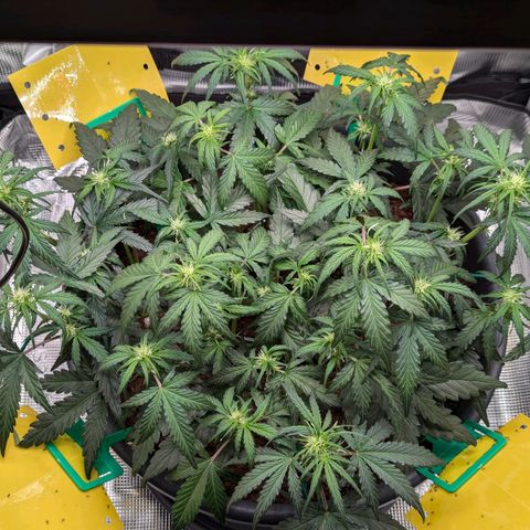Super Lemon Haze Auto #1 growlog timeline photo