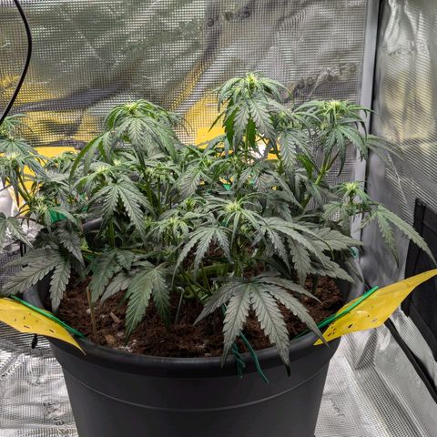Super Lemon Haze Auto #1 growlog timeline photo