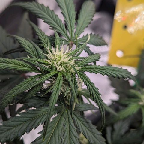 Super Lemon Haze Auto #1 growlog timeline photo