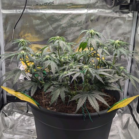 Super Lemon Haze Auto #1 growlog timeline photo