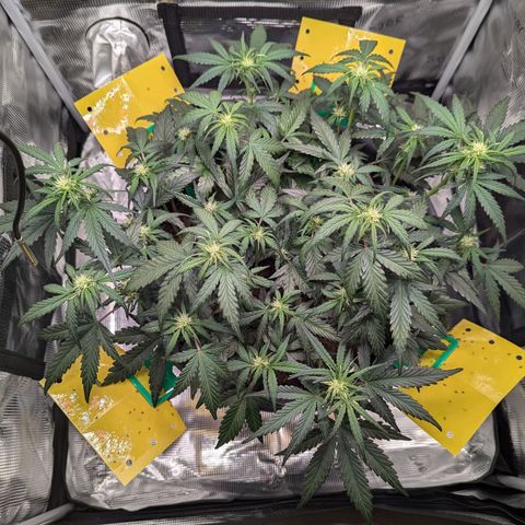 Super Lemon Haze Auto #1 growlog timeline photo