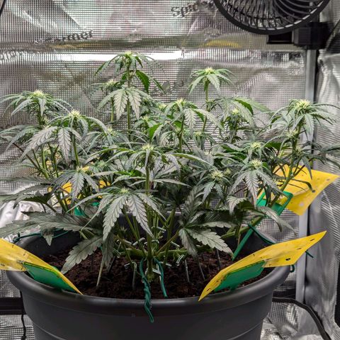 Super Lemon Haze Auto #1 growlog timeline photo