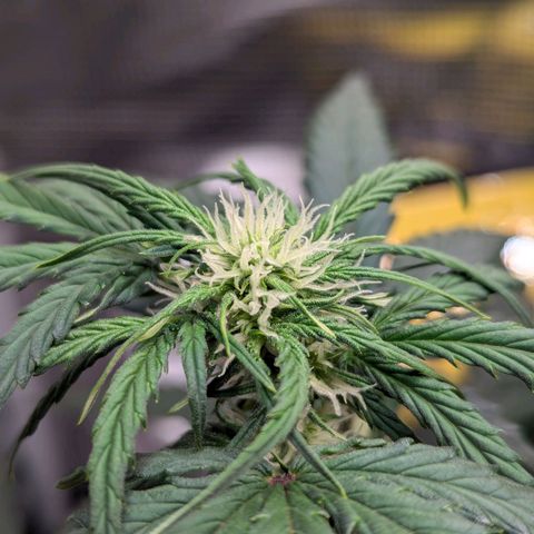 Super Lemon Haze Auto #1 growlog timeline photo