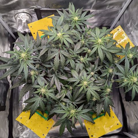 Super Lemon Haze Auto #1 growlog timeline photo