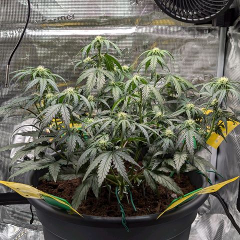 Super Lemon Haze Auto #1 growlog timeline photo