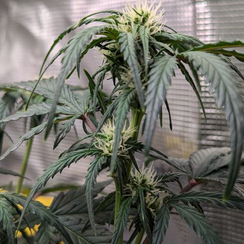 Super Lemon Haze Auto #1 growlog timeline photo