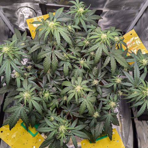 Super Lemon Haze Auto #1 growlog timeline photo