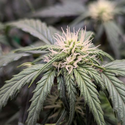 Super Lemon Haze Auto #1 growlog timeline photo