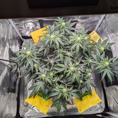 Super Lemon Haze Auto #1 growlog timeline photo