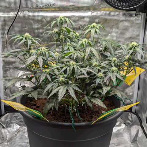 Super Lemon Haze Auto #1 growlog timeline photo