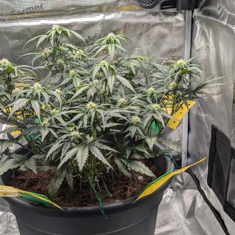 Super Lemon Haze Auto #1 growlog timeline photo