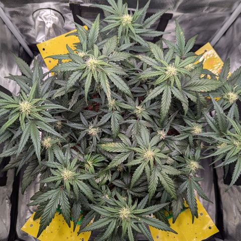 Super Lemon Haze Auto #1 growlog timeline photo