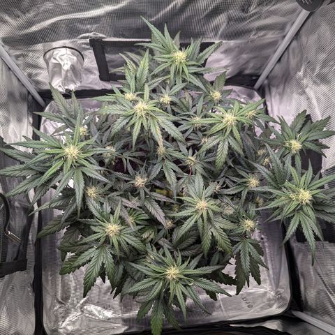 Super Lemon Haze Auto #1 growlog timeline photo