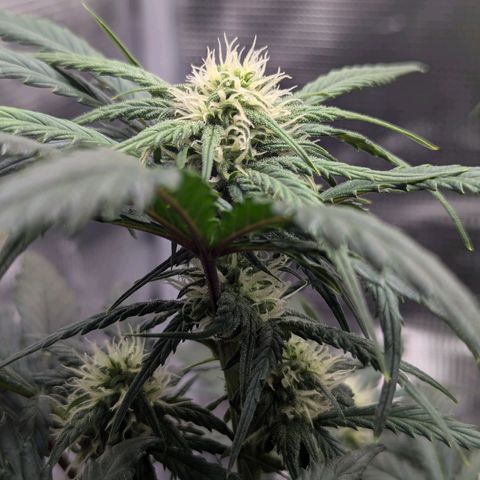 Super Lemon Haze Auto #1 growlog timeline photo