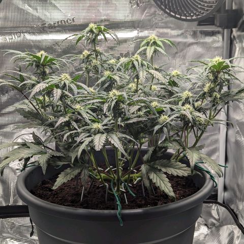 Super Lemon Haze Auto #1 growlog timeline photo