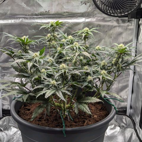 Super Lemon Haze Auto #1 growlog timeline photo