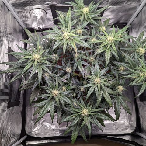 Super Lemon Haze Auto #1 growlog timeline photo