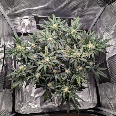 Super Lemon Haze Auto #1 growlog timeline photo
