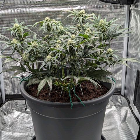 Super Lemon Haze Auto #1 growlog timeline photo