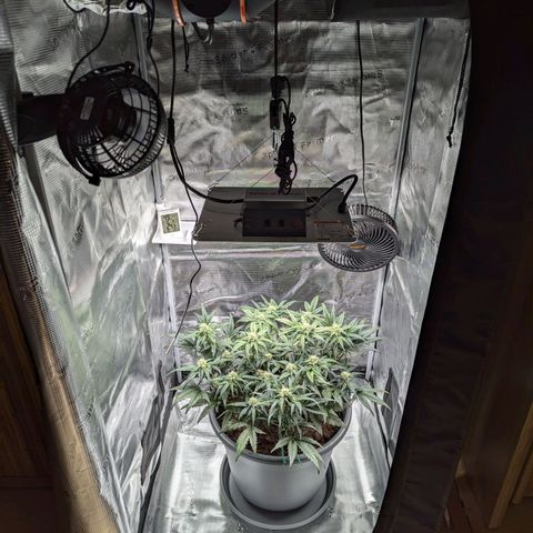 Super Lemon Haze Auto #1 growlog timeline photo