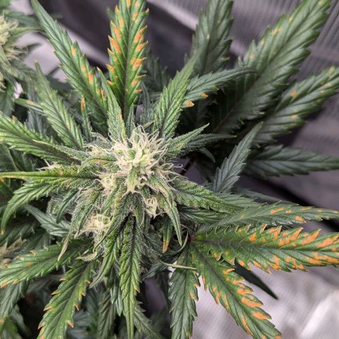 Super Lemon Haze Auto #1 growlog timeline photo