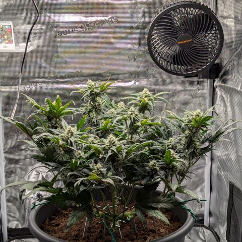 Super Lemon Haze Auto #1 growlog timeline photo