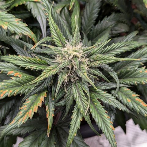 Super Lemon Haze Auto #1 growlog timeline photo