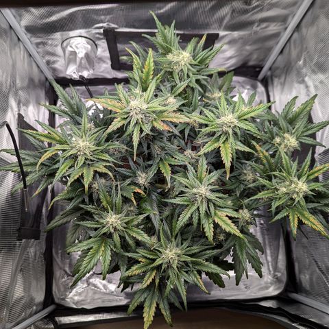 Super Lemon Haze Auto #1 growlog timeline photo