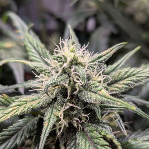 Super Lemon Haze Auto #1 growlog timeline photo