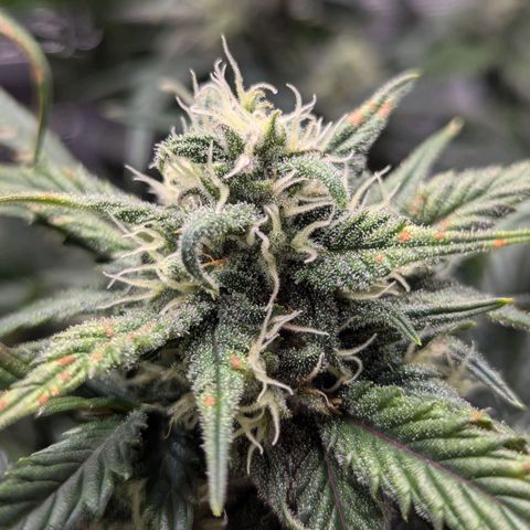 Super Lemon Haze Auto #1 growlog timeline photo