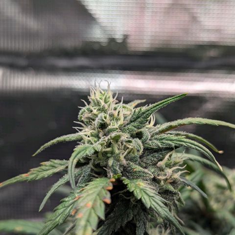Super Lemon Haze Auto #1 growlog timeline photo