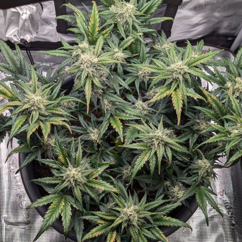 Super Lemon Haze Auto #1 growlog timeline photo