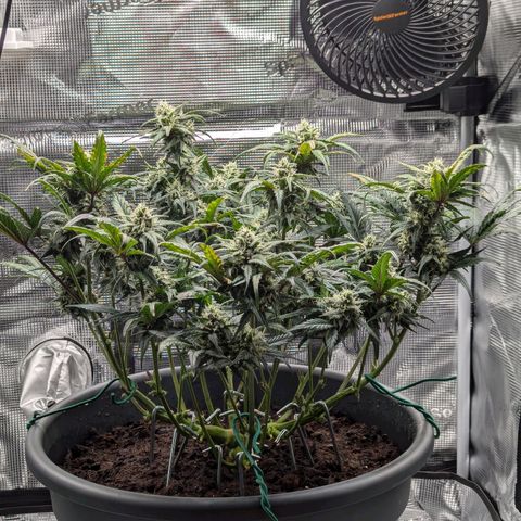 Super Lemon Haze Auto #1 growlog timeline photo