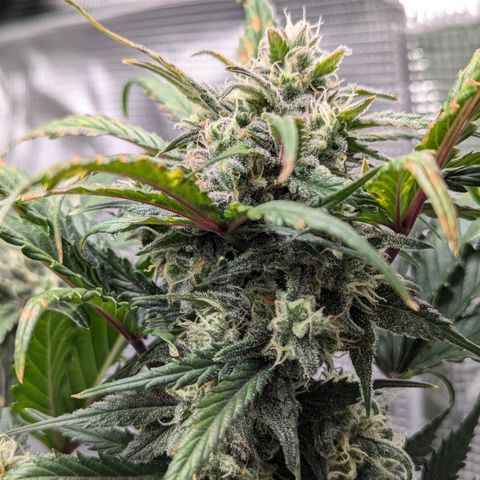 Super Lemon Haze Auto #1 growlog timeline photo