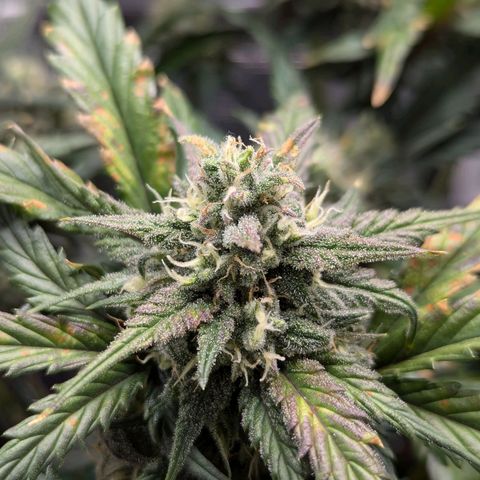 Super Lemon Haze Auto #1 growlog timeline photo