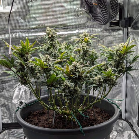 Super Lemon Haze Auto #1 growlog timeline photo