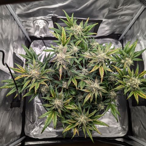 Super Lemon Haze Auto #1 growlog timeline photo