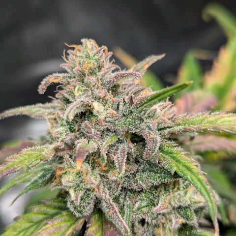 Super Lemon Haze Auto #1 growlog timeline photo