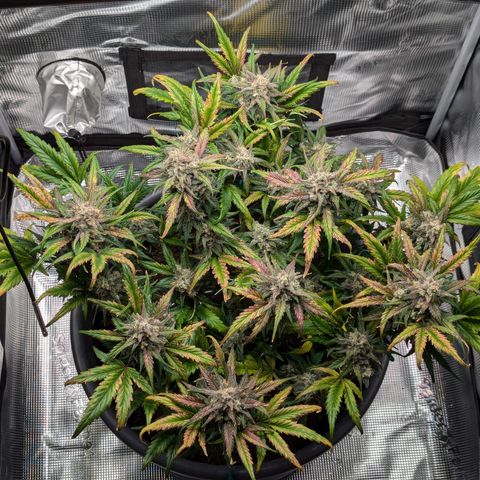 Super Lemon Haze Auto #1 growlog timeline photo